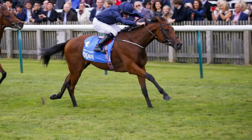 Rhododendron - Oaks odds